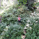 Papraďové more