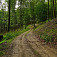 Lesná cesta do sedla