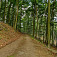Kvalitná lesná cesta do sedla