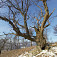 Egrešov strom