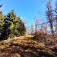 Panošiná