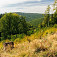 Bôrčanská planina