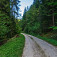 Lesná šotolina