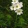 Veternica narcisokvetá