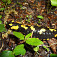salamandra škvrnitá