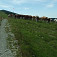 Krížna - pasúci sa dobytok
