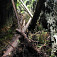 Rothova roklina