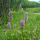 Orchideovité - vstavač vojenský (Orchis militaris)