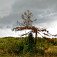 Strom zo stromu - nad hájovňou