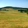 Jasenina