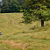 Silická planina